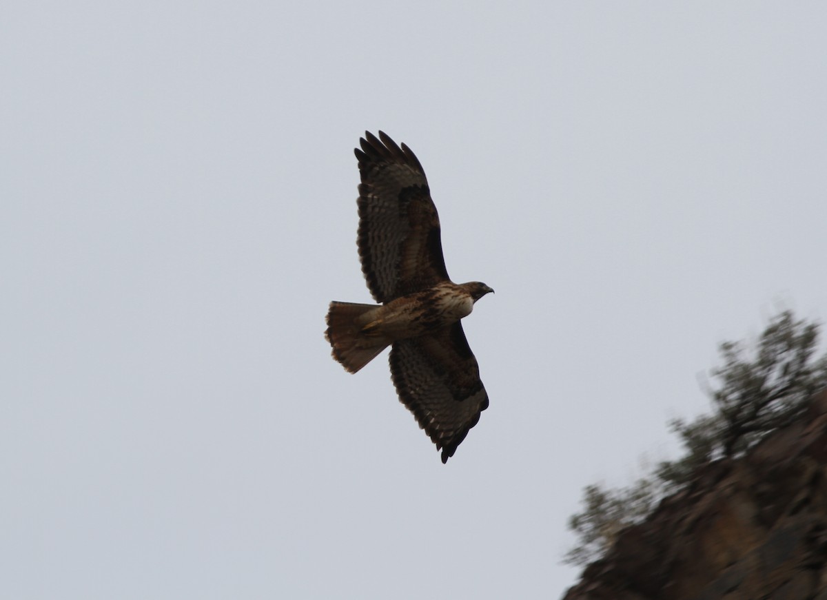 Red-tailed Hawk - ML316474221