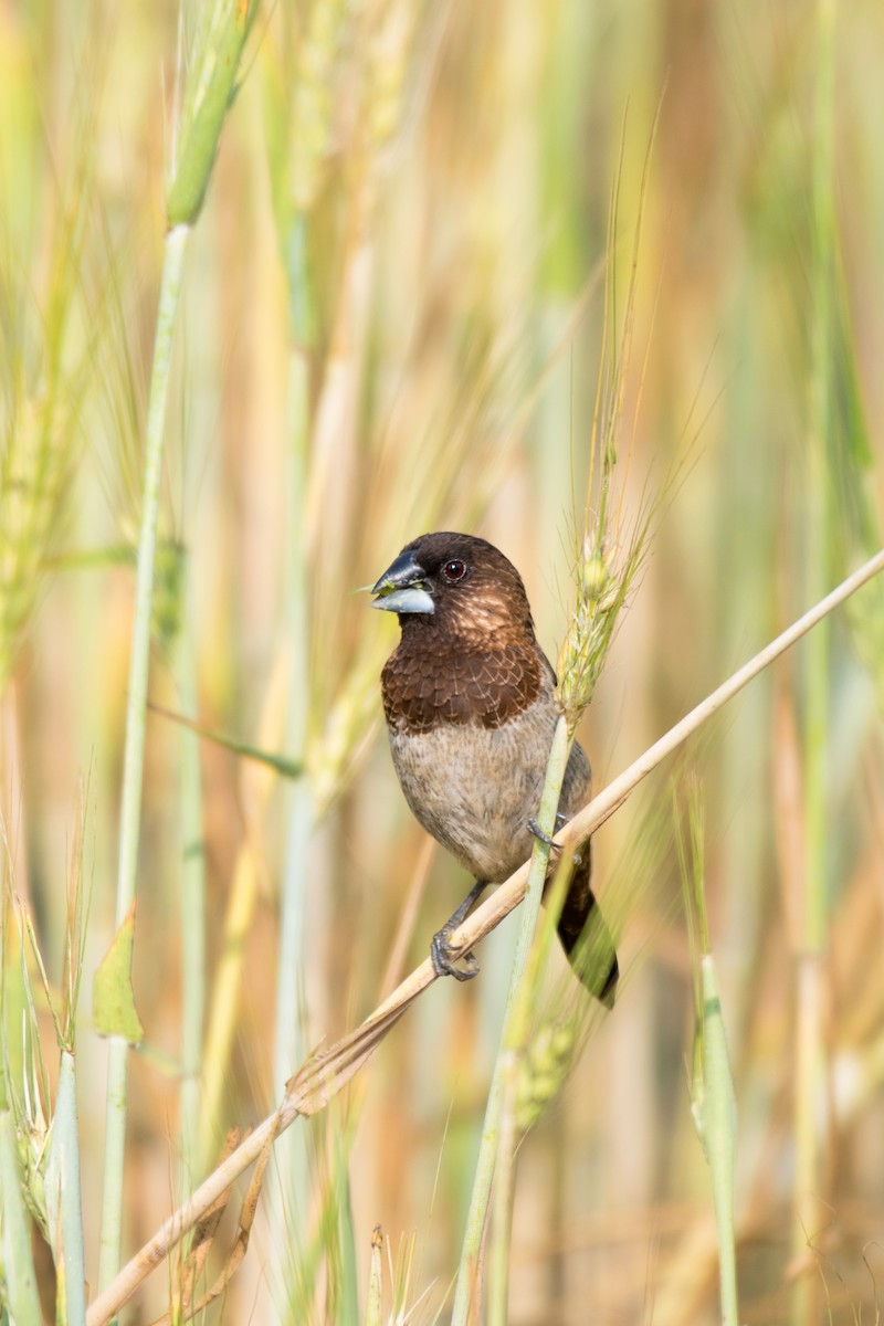 White-rumped Munia - Ian Hearn