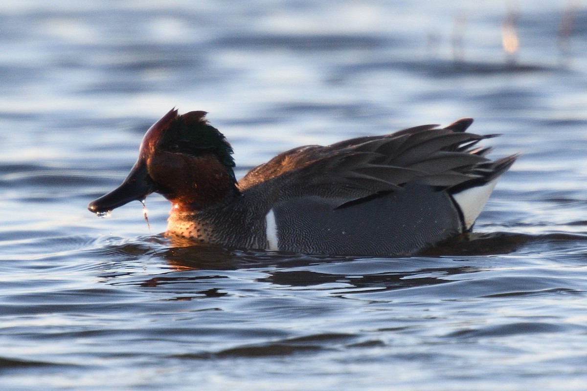 Green-winged Teal - ML316476891