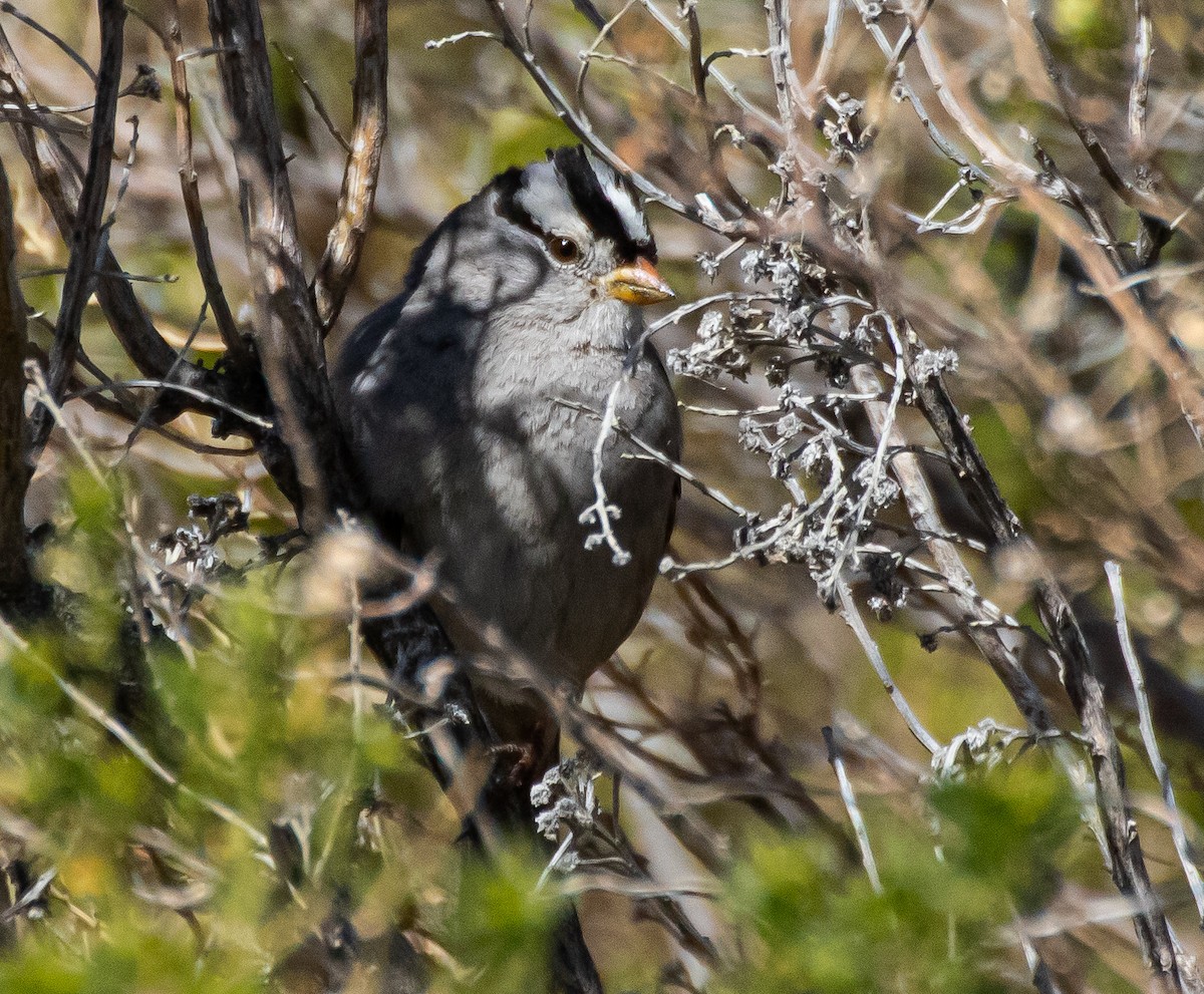 White-crowned Sparrow - ML316476941