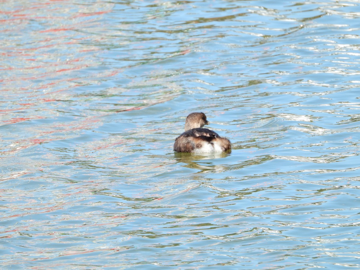 Pied-billed Grebe - ML316478331