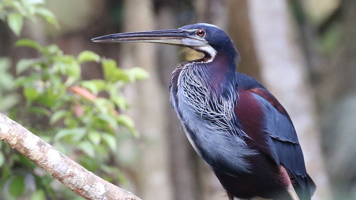 Agami Heron - Dean LaTray