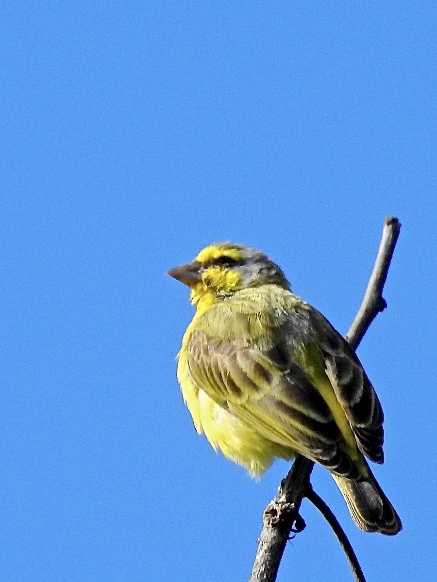 Yellow-fronted Canary - ML316479551