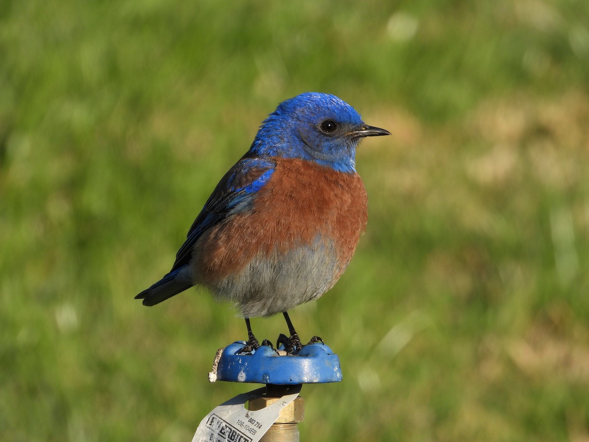 Western Bluebird - ML316481441