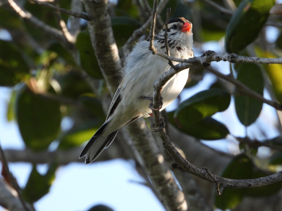 Pin-tailed Whydah - ML316481471