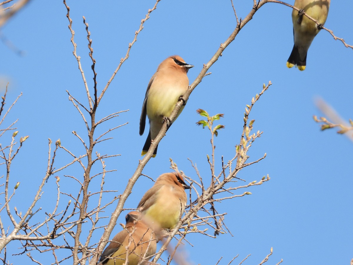 Cedar Waxwing - ML316481481