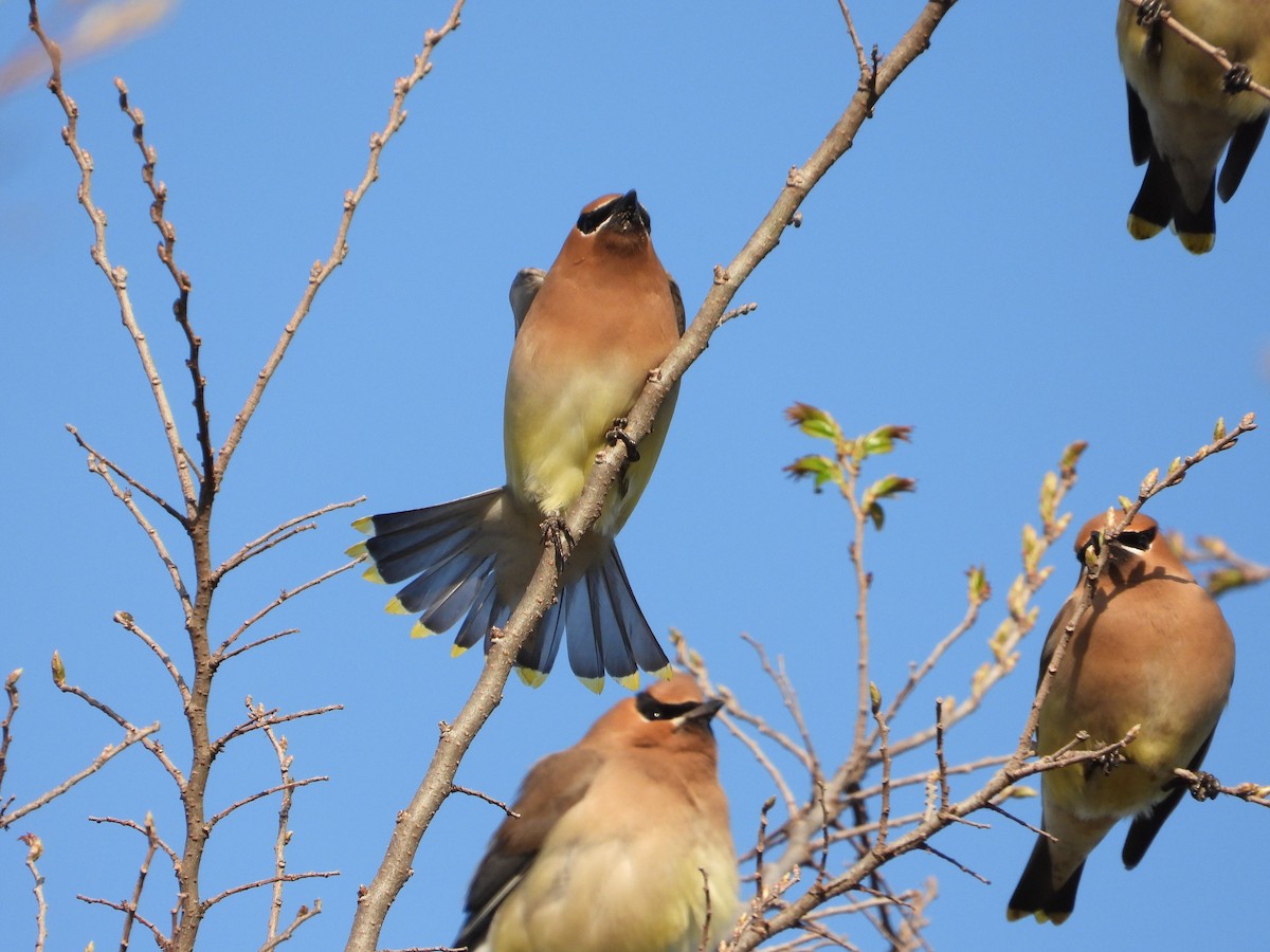 Cedar Waxwing - ML316481501