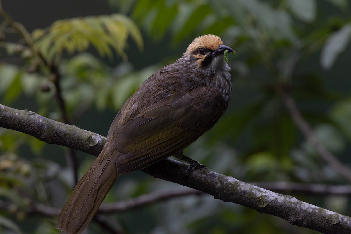 Straw-headed Bulbul - ML316481821