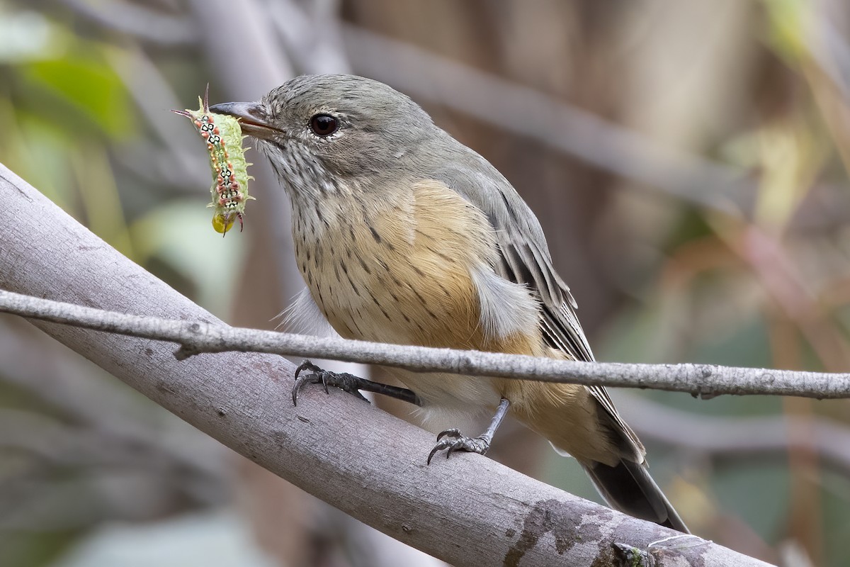 Rufous Whistler - ML316483991