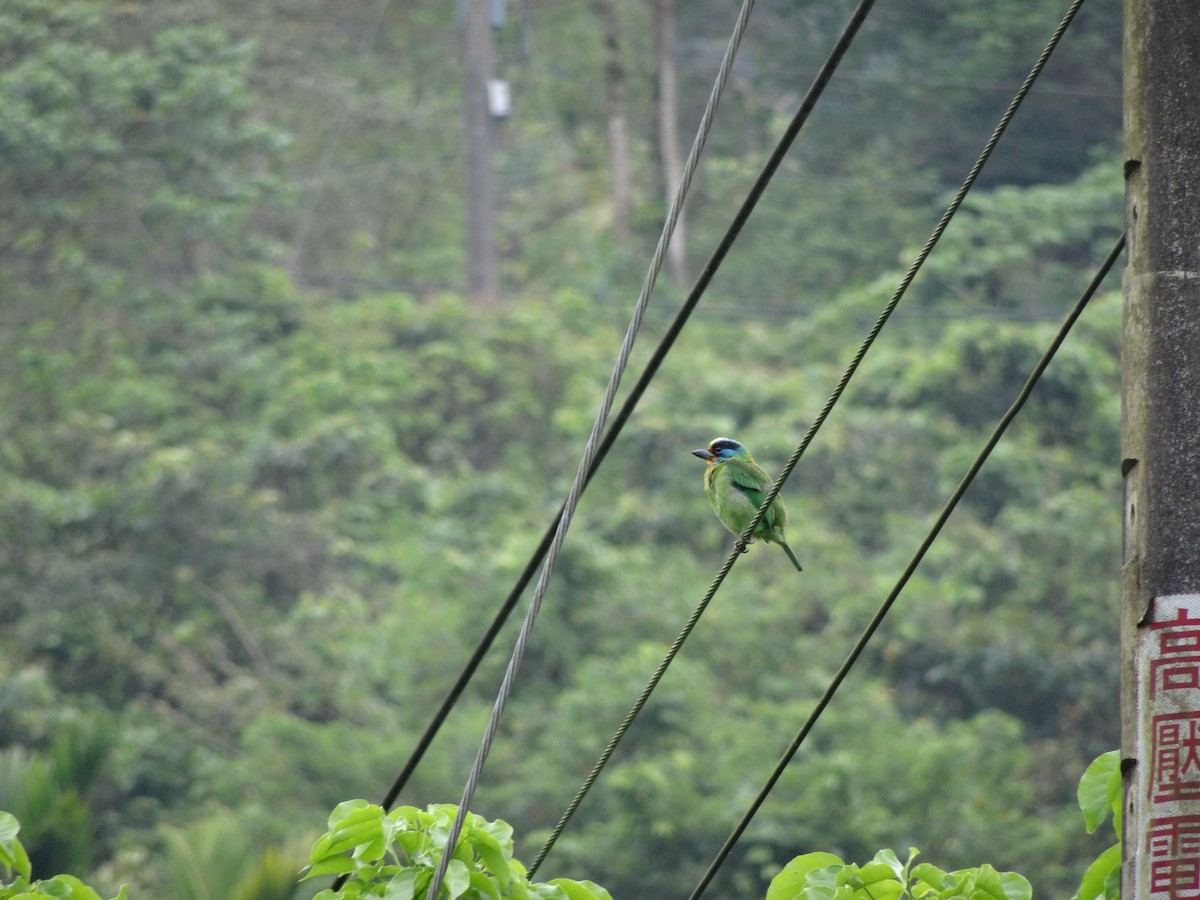 Taiwan Barbet - ML316484491