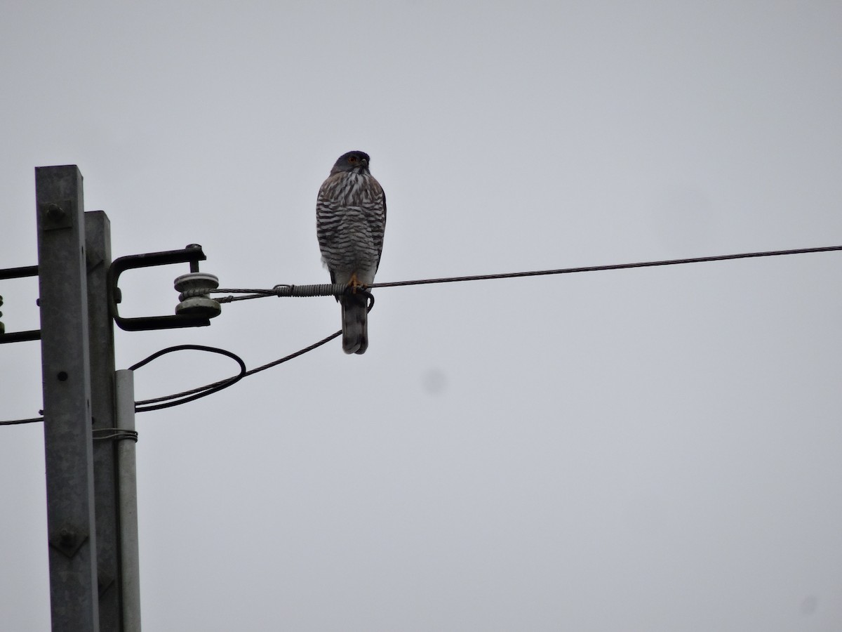 Crested Goshawk - ML316484651