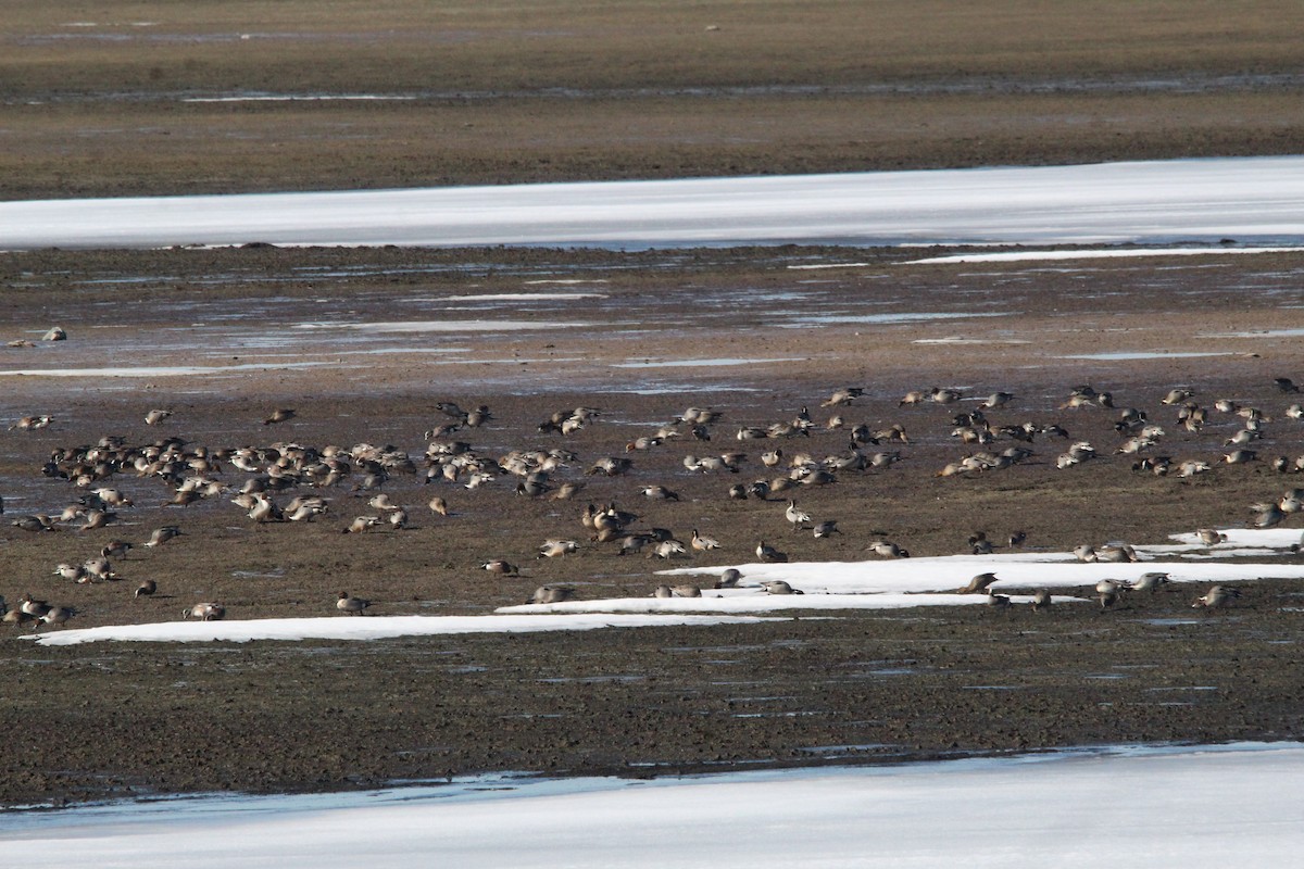 Fischione - ML316484711