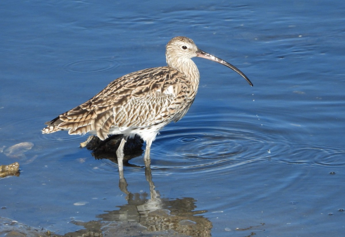 Eurasian Curlew - Jon Iratzagorria Garay