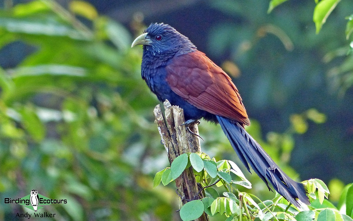 Green-billed Coucal - Andy Walker - Birding Ecotours