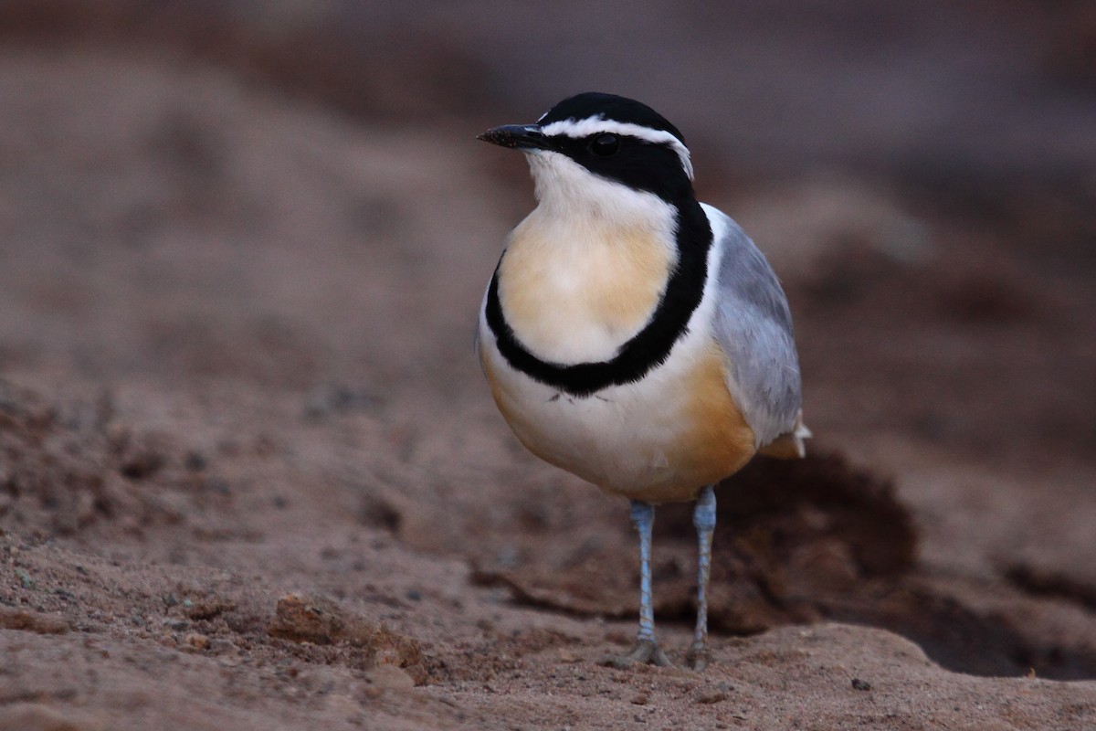 Egyptian Plover - ML316490501