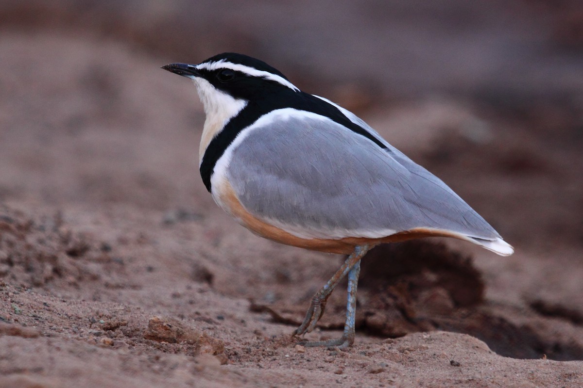 Egyptian Plover - ML316490571