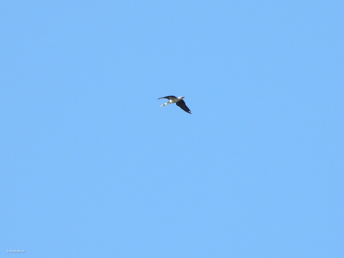 Ibis Tornasolado - ML316491111