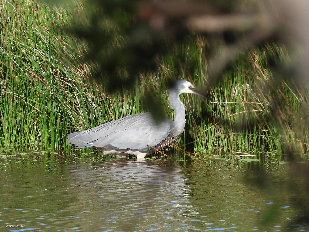 Garceta Cariblanca - ML316491691