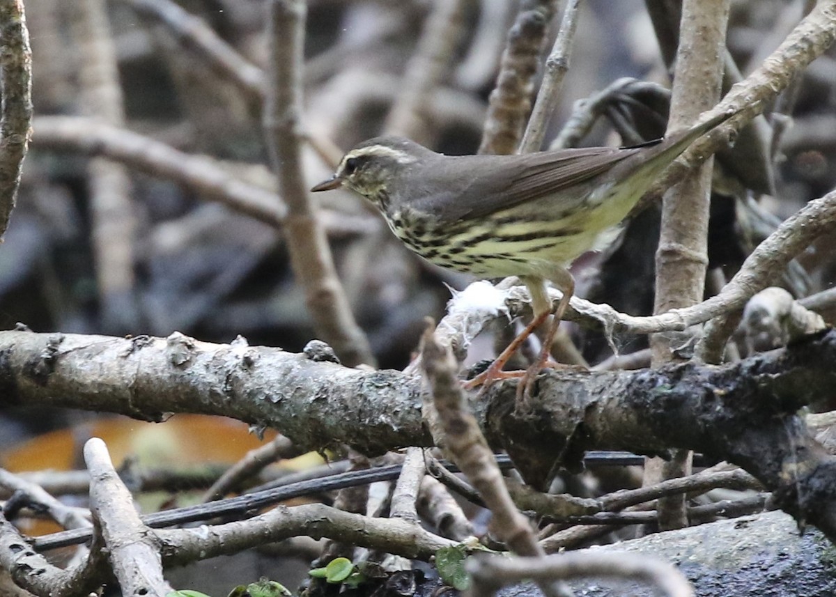 Northern Waterthrush - ML316491701