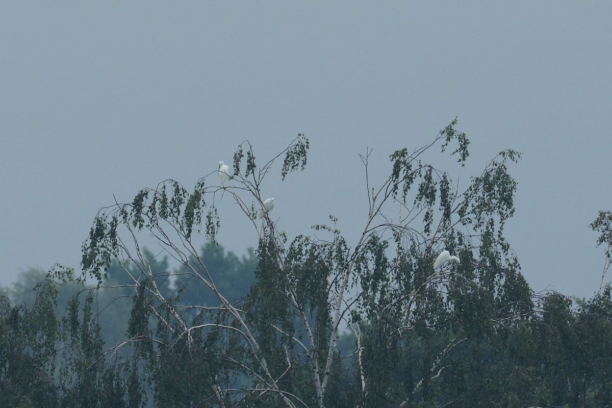 Little Egret - ML316492001