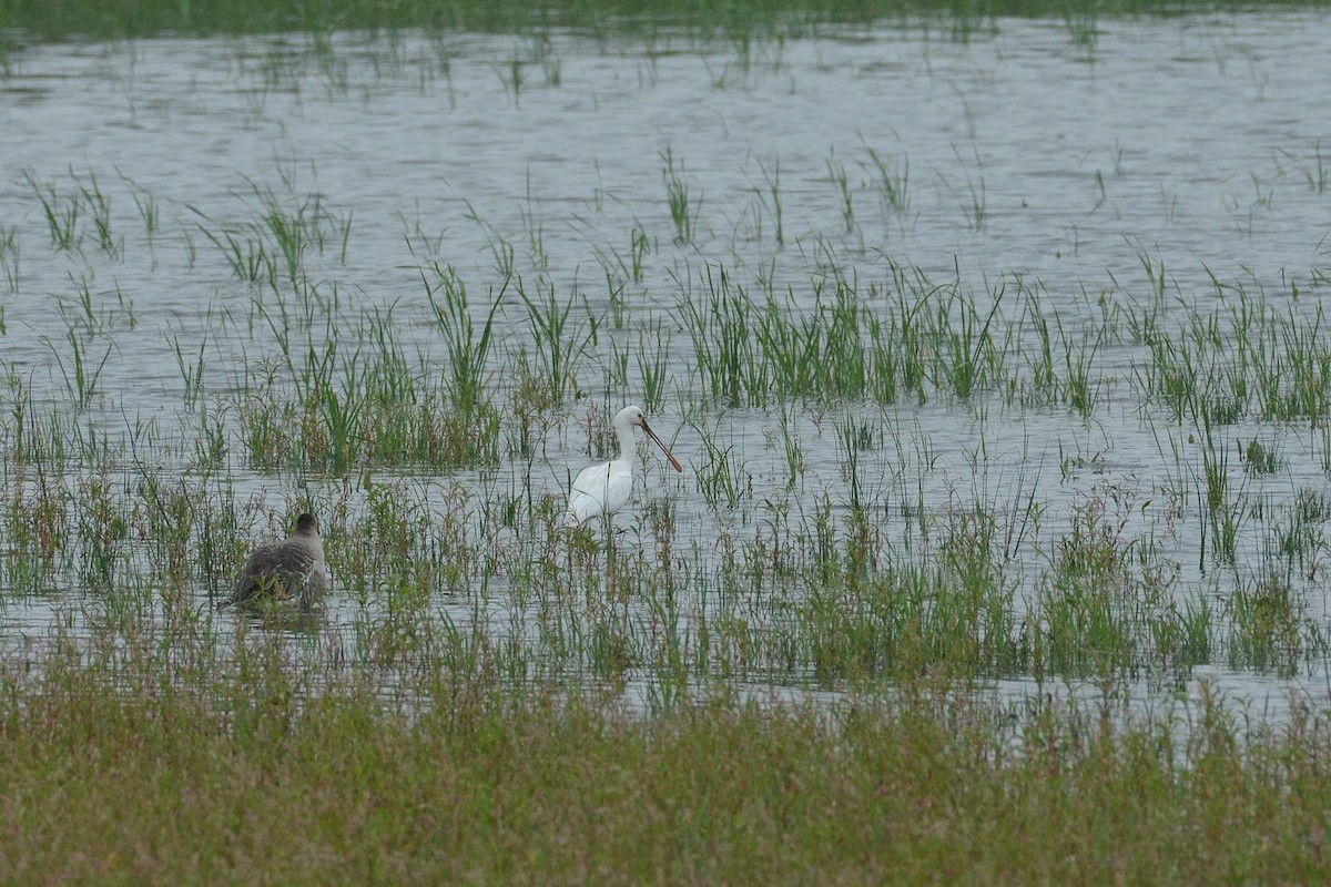 Eurasian Spoonbill - ML316492011