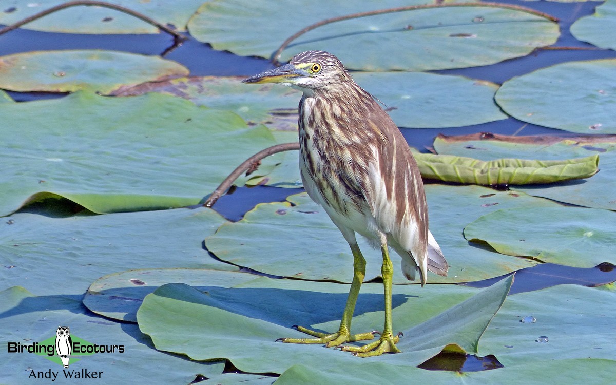 Indian Pond-Heron - Andy Walker - Birding Ecotours