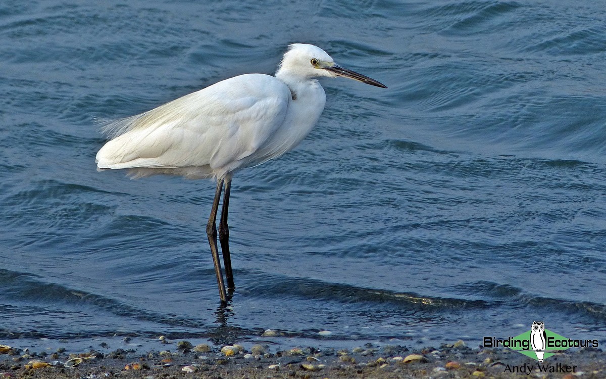 Little Egret - Andy Walker - Birding Ecotours