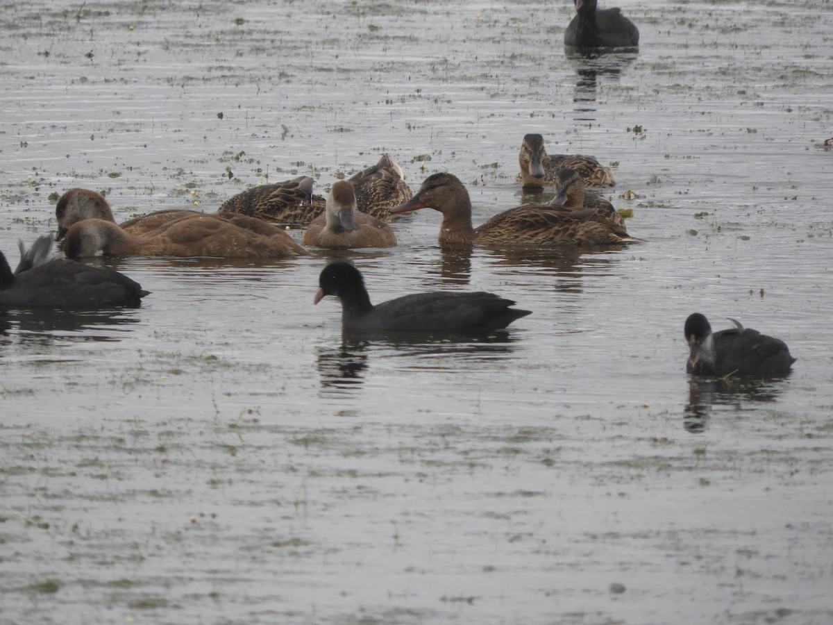 Red-crested Pochard - ML316493551