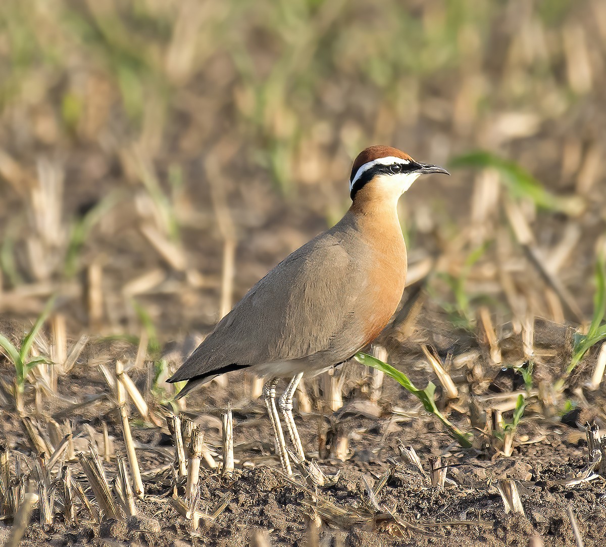 Indian Courser - ML316493661