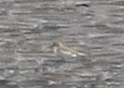 White-fronted Plover - Ricardo de Lima