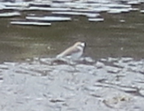 White-fronted Plover - ML316494301