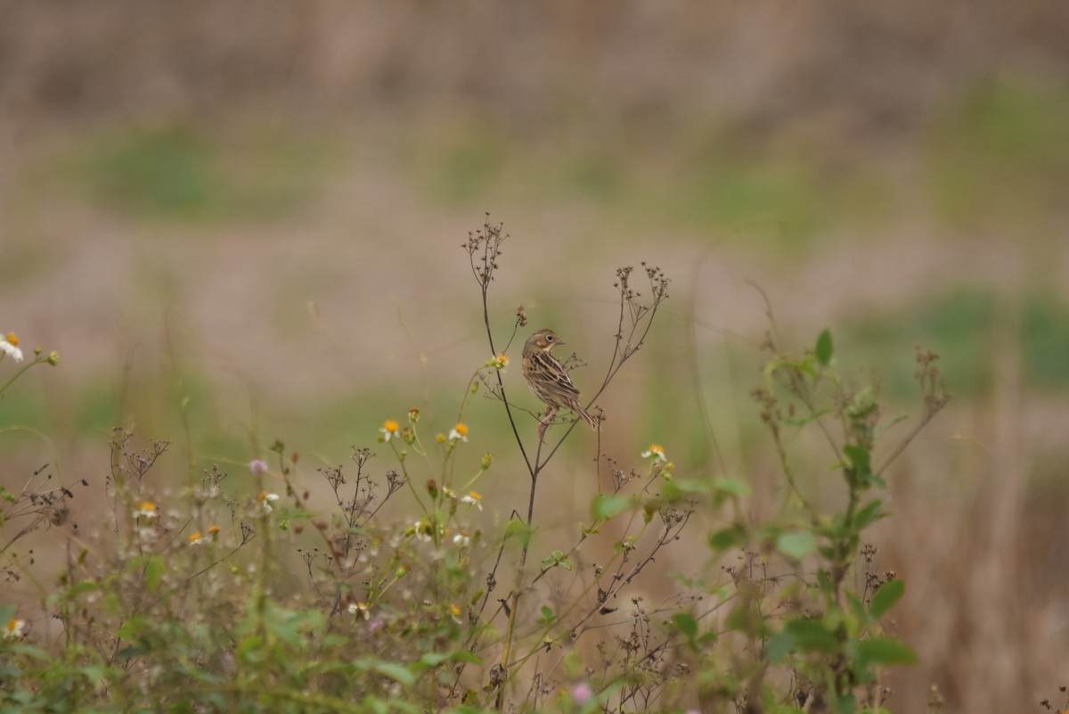 Chestnut-eared Bunting - ML316495461