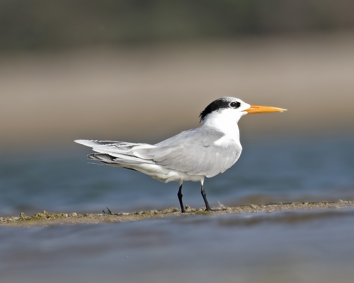 Lesser Crested Tern - ML316495531