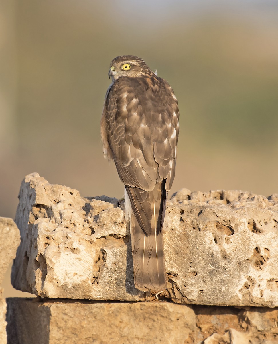 Eurasian Sparrowhawk - ML316495621