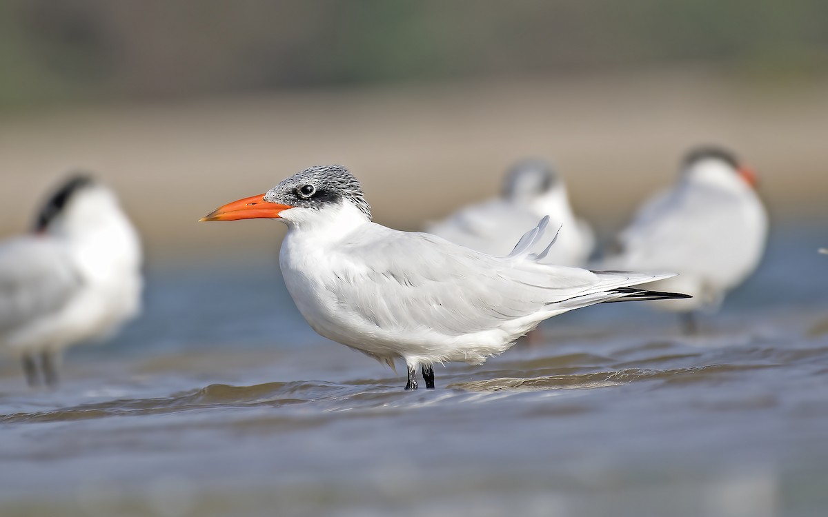 Caspian Tern - ML316495631