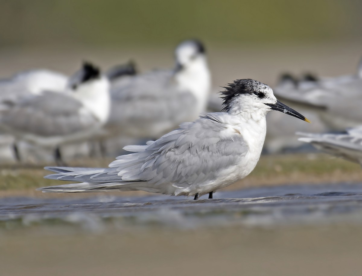 Sandwich Tern - ML316495751