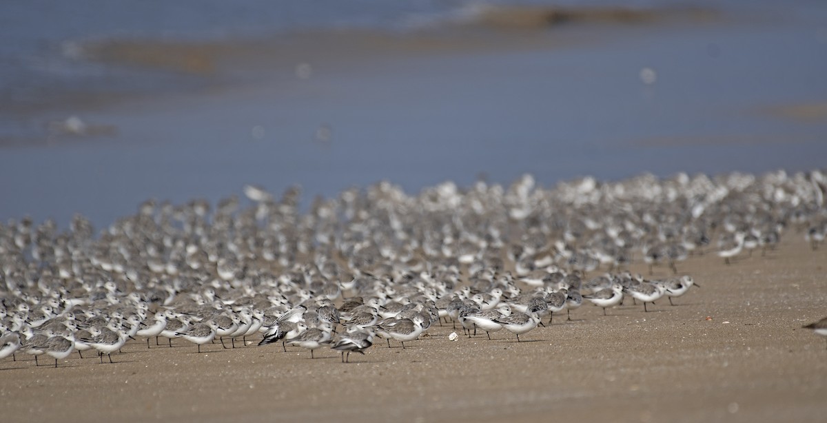 Sanderling - ML316496151