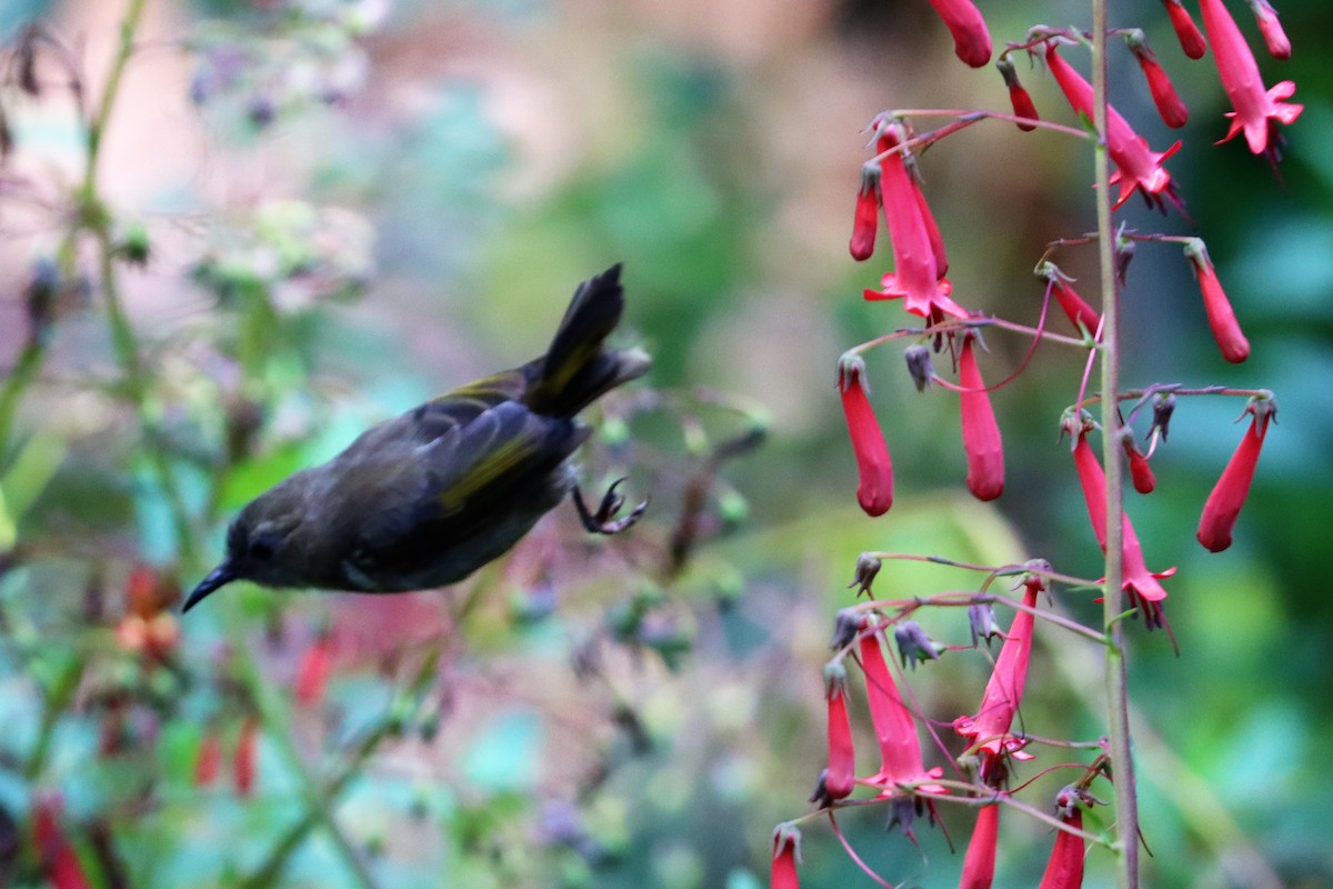 Crescent Honeyeater - ML316496381