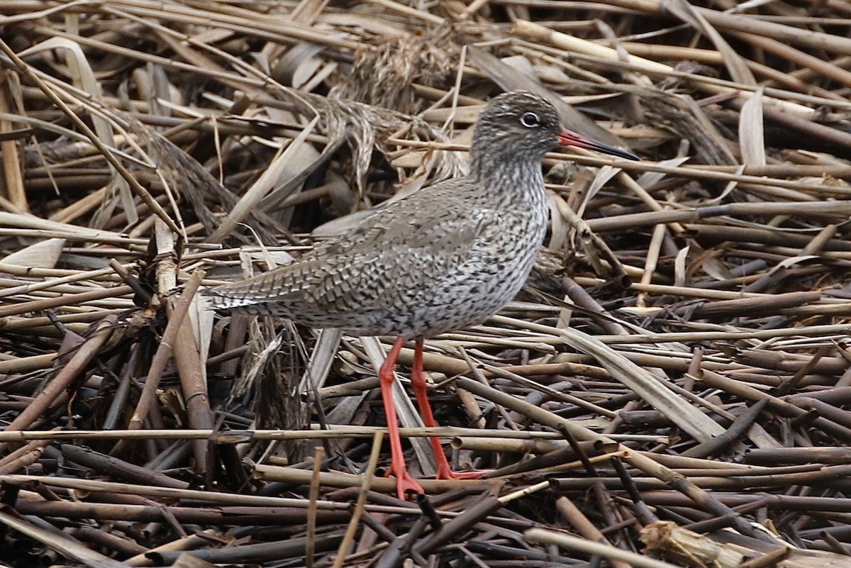 Common Redshank - ML316496701