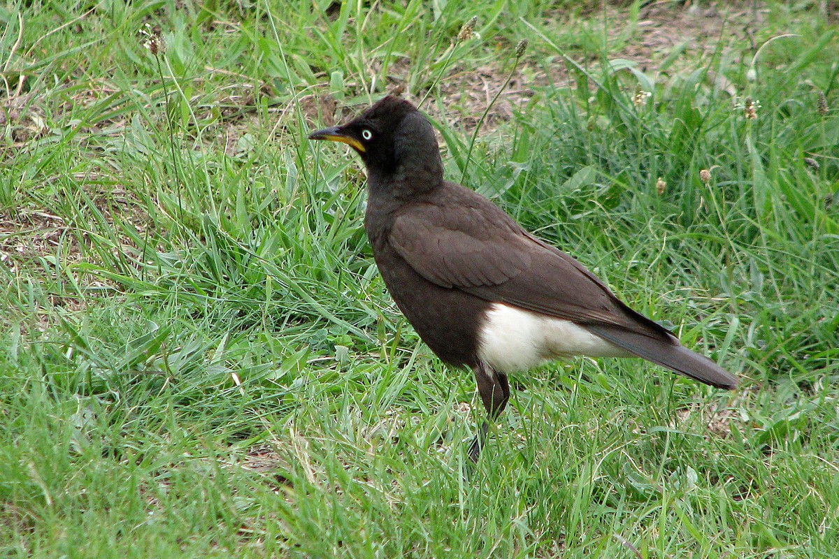 African Pied Starling - ML316497731