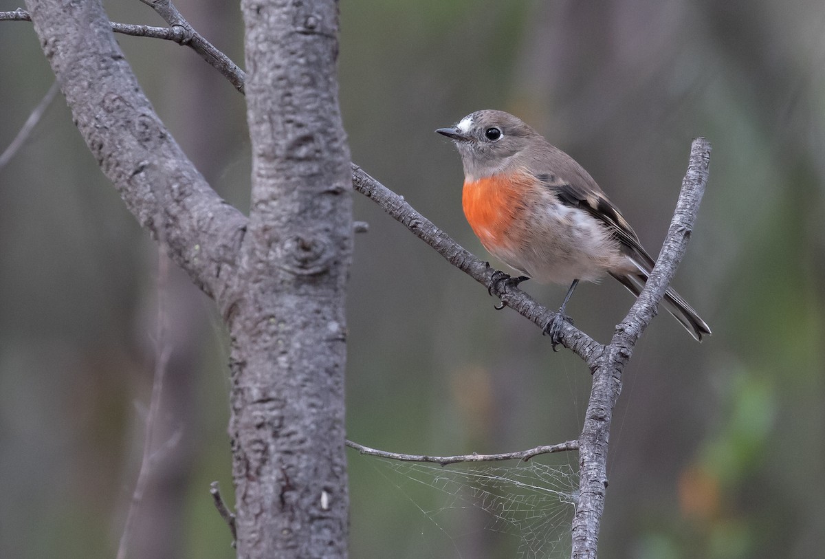 Scarlet Robin (Scarlet) - ML316498131