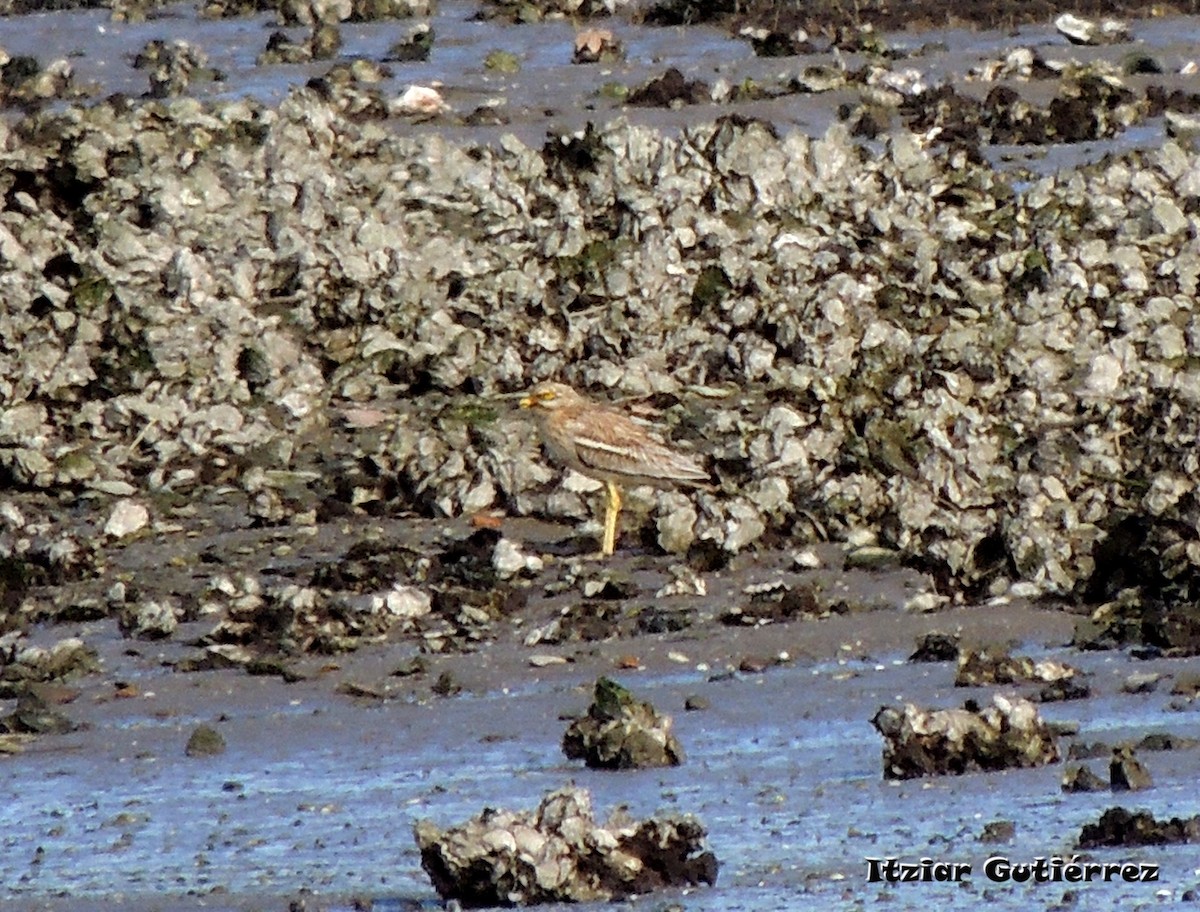 Eurasian Thick-knee - ML316499681