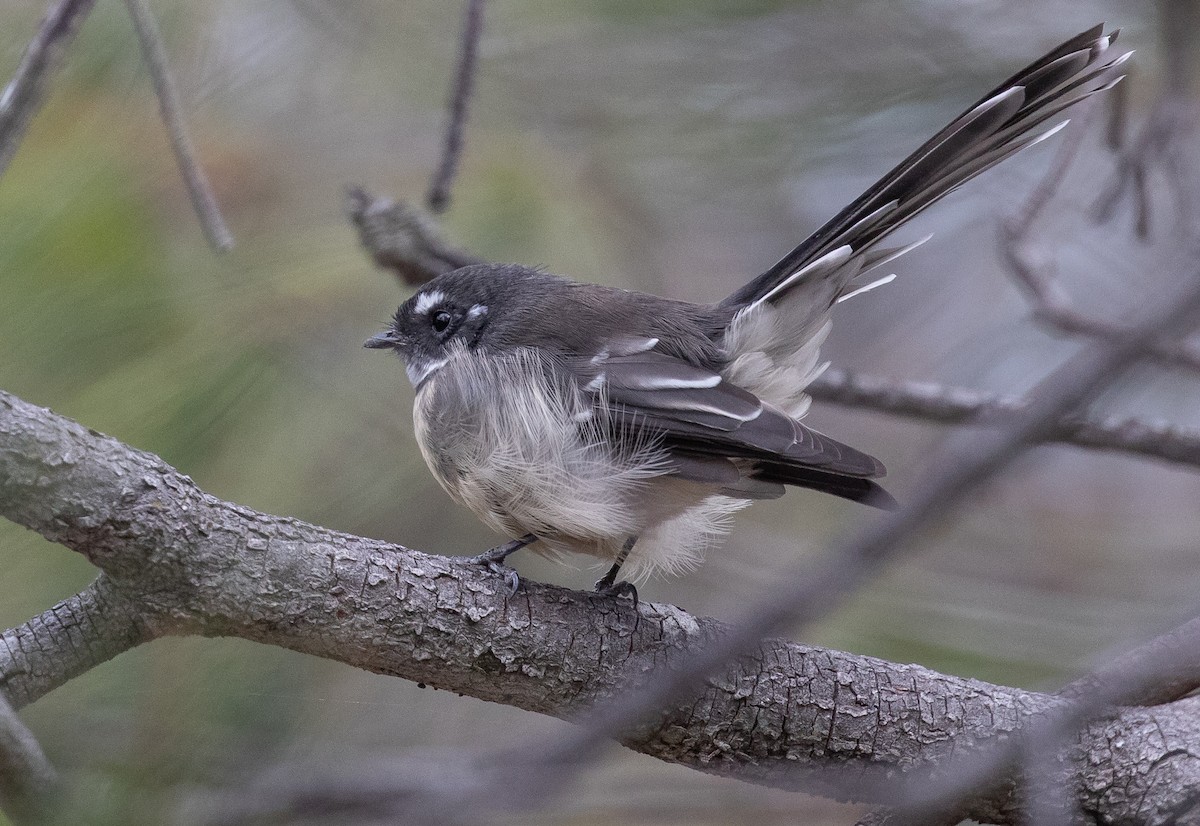 Gray Fantail (albiscapa) - ML316500001