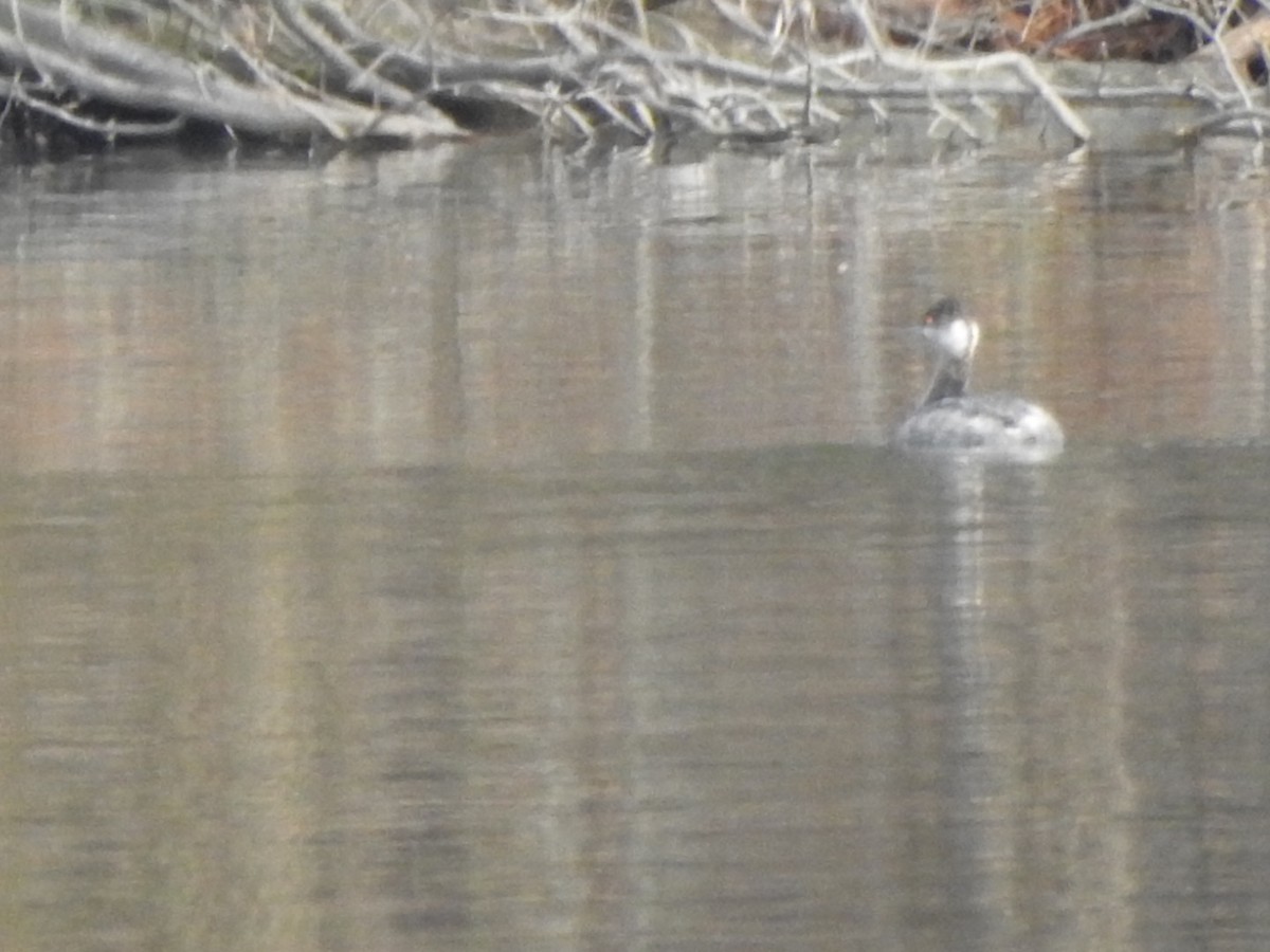 Eared Grebe - Bill Hooker