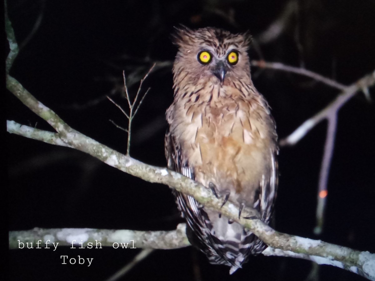 Buffy Fish-Owl - ML316500981