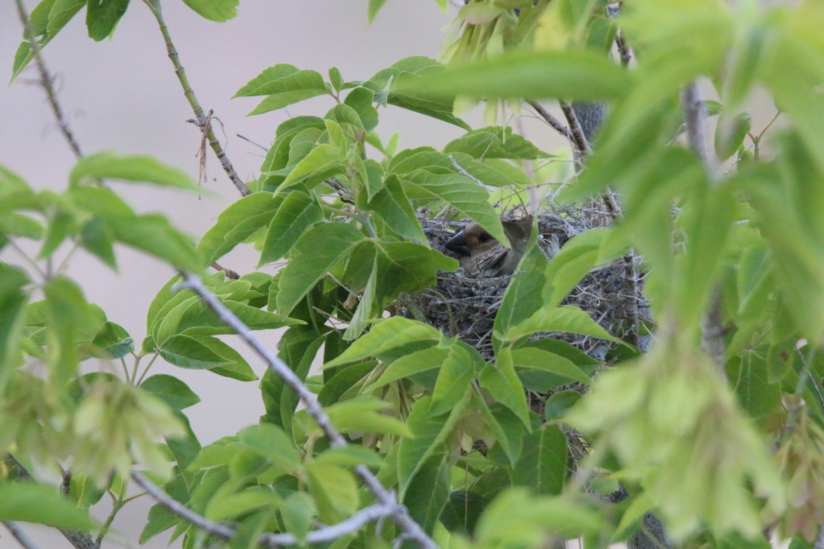 Desert Finch - ML316501201