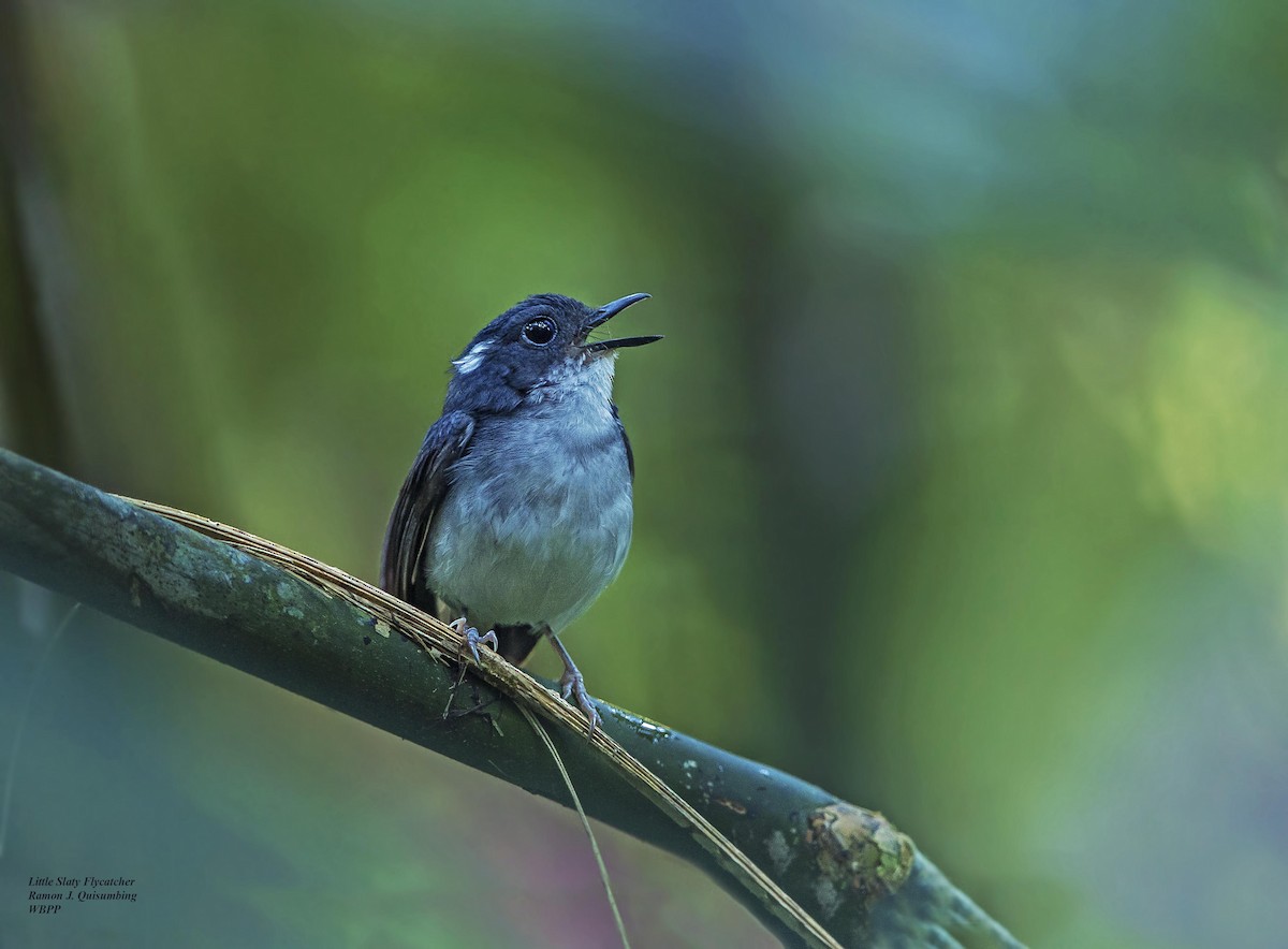 Little Slaty Flycatcher - Ramon Quisumbing