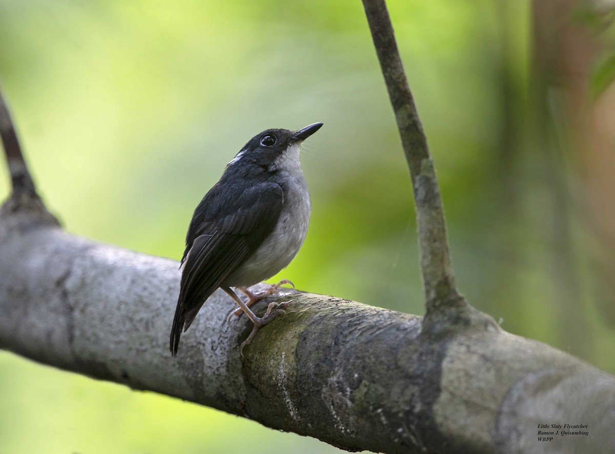 Little Slaty Flycatcher - Ramon Quisumbing