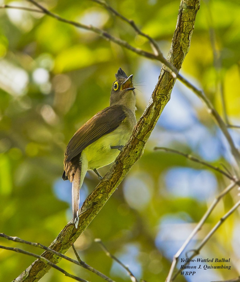 Yellow-wattled Bulbul - ML316501991