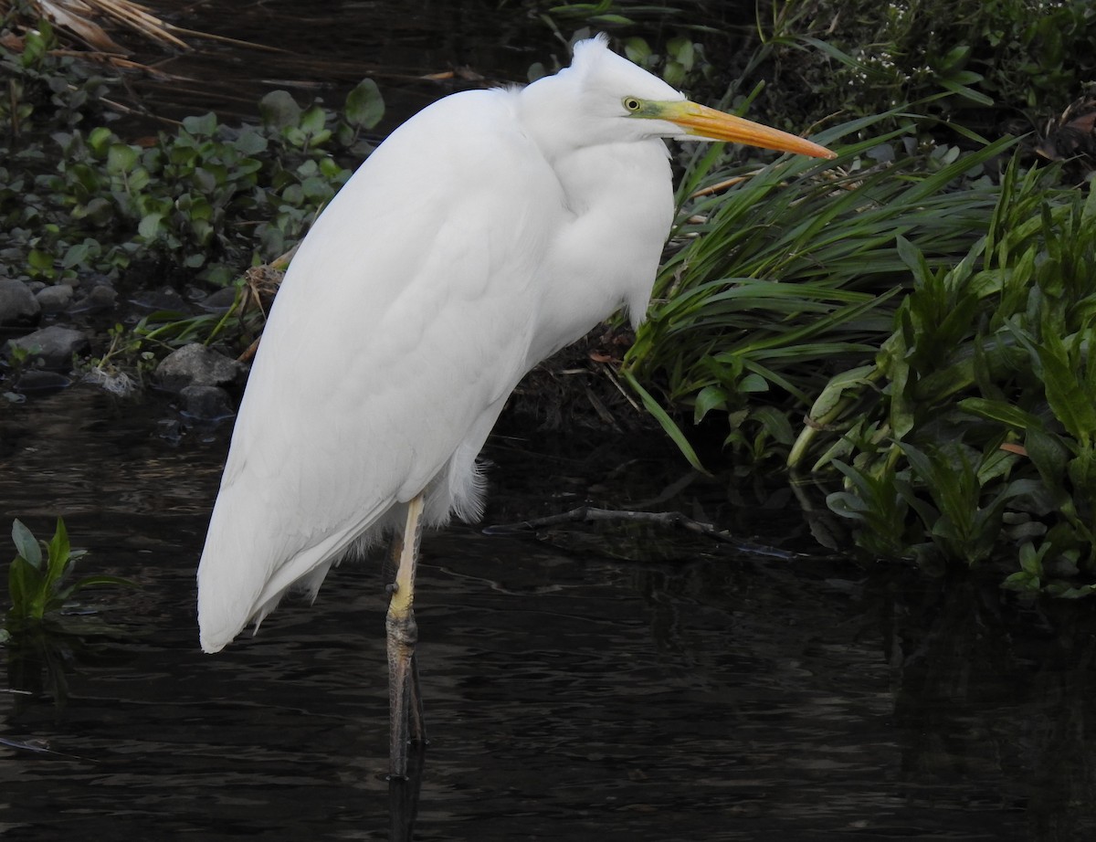 Great Egret - ML316502081